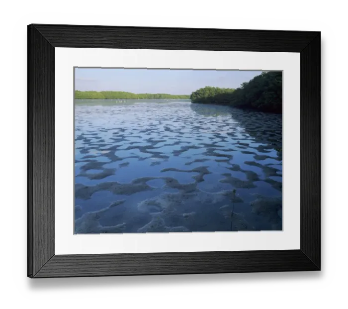 Framed Print : Mangroves at low tide, J. N. Ding Darling National Wildlife Refuge, Sanibel Island Framed Print : Mangroves at low tide, J. N. Ding Darling National Wildlife Refuge, Sanibel Island