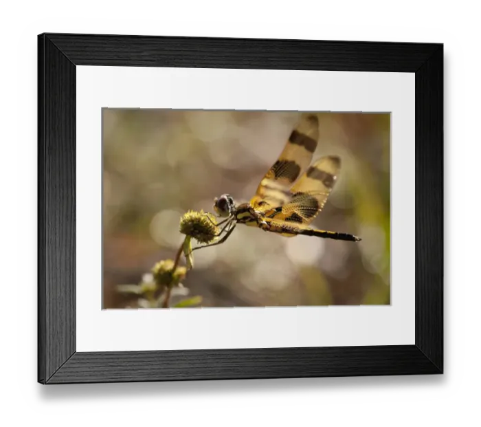 Framed Print : dragonfly, Loxahatchee NWR, Florida Framed Print : dragonfly, Loxahatchee NWR, Florida