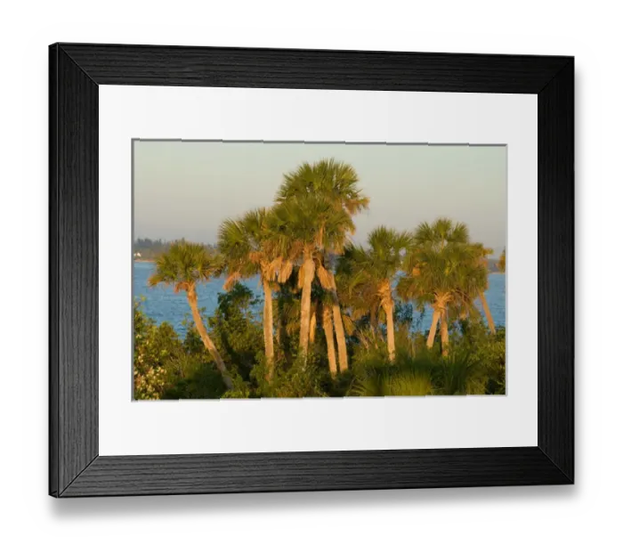 Framed Print : Palm Trees, Pelican Island National Wildlife Refuge, Florida, US Framed Print : Palm Trees, Pelican Island National Wildlife Refuge, Florida, US