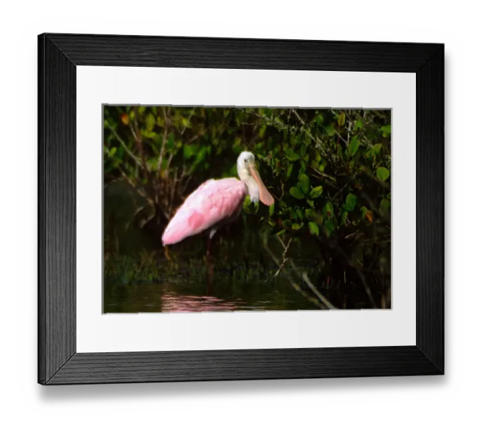 Framed Print : Roseate Spoonbill (Ajaia ajaja), Merritt Island National Wildlife Refuge, Florida
