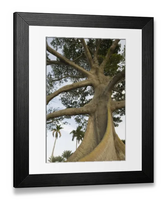 Framed Print : USA-Florida-Palm Beach: South Lake Terrace- Tree by Lake Worth Framed Print : USA-Florida-Palm Beach: South Lake Terrace- Tree by Lake Worth