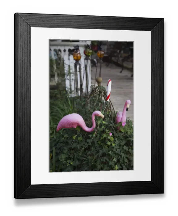 Framed Print : USA, Florida, Micanopy, oldest inland settlement in Florida, pink flamingos Framed Print : USA, Florida, Micanopy, oldest inland settlement in Florida, pink flamingos