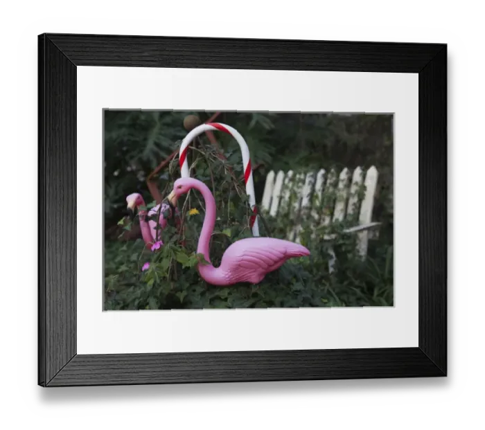 Framed Print : USA, Florida, Micanopy, oldest inland settlement in Florida, pink flamingos Framed Print : USA, Florida, Micanopy, oldest inland settlement in Florida, pink flamingos