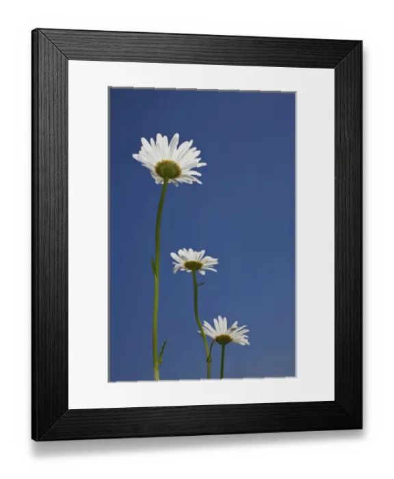 Framed Print : Upward view of daisey flower, Macon, Georgia Framed Print : Upward view of daisey flower, Macon, Georgia