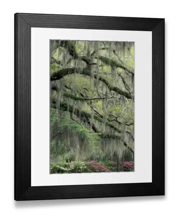 Framed Print : Savannah, Georgia Live Oak tree
