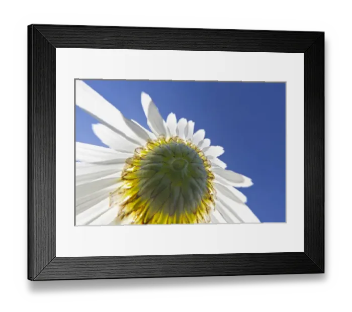 Framed Print : Upward view of daisey flower, Macon, Georgia