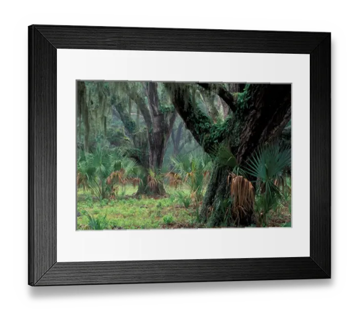 Framed Print : North America, USA, Georgia, Cumberland Island, Live Oaks covered in Spanish moss