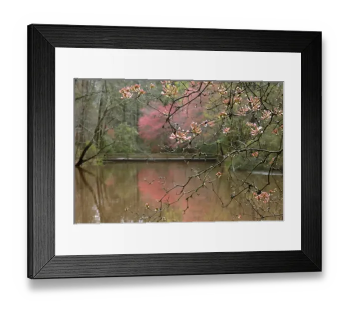 Framed Print : USA, Georgia, Callaway Gardens, Azalea branches over pond in spring, Callaway Gardens, Georgia Framed Print : USA, Georgia, Callaway Gardens, Azalea branches over pond in spring, Callaway Gardens, Georgia
