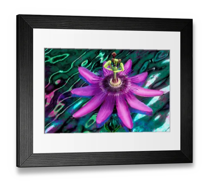 Framed Print : USA, Georgia, Alpharetta. Detail of passion flower on stained glass. Credit as: Charles R Framed Print : USA, Georgia, Alpharetta. Detail of passion flower on stained glass. Credit as: Charles R