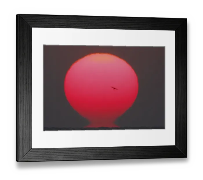 Framed Print : USA, Georgia, Little St. Simons Island. Tern flies past red sun disk at sunrise Framed Print : USA, Georgia, Little St. Simons Island. Tern flies past red sun disk at sunrise