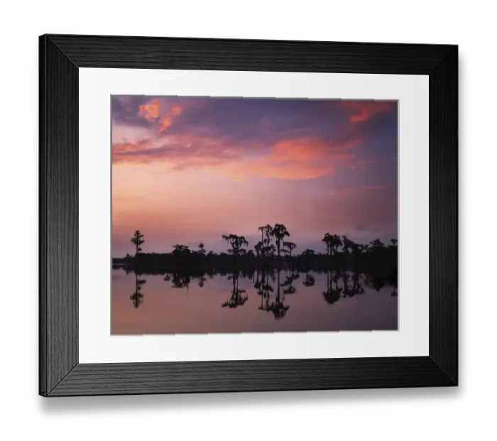 Framed Print : USA, Georgia, Banks Lake National Wildlife Refuge, Bald Cypress at Dawn Framed Print : USA, Georgia, Banks Lake National Wildlife Refuge, Bald Cypress at Dawn