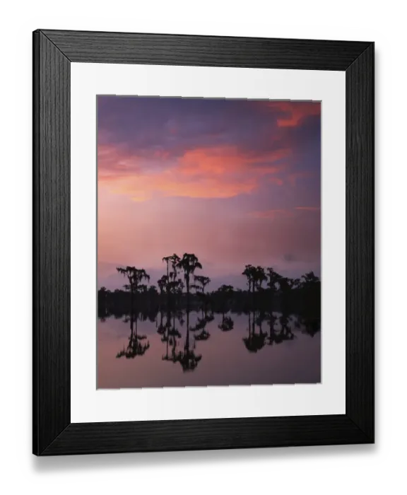 Framed Print : USA, Georgia, Banks Lake National Wildlife Refuge, Bald Cypress at Dawn Framed Print : USA, Georgia, Banks Lake National Wildlife Refuge, Bald Cypress at Dawn