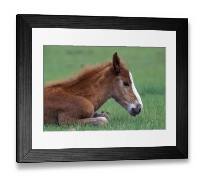 Framed Print : USA, Georgia, Cumberland Island. Wild colt Framed Print : USA, Georgia, Cumberland Island. Wild colt
