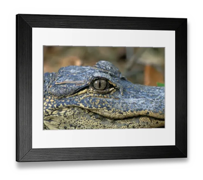 Framed Print : North America, USA, Georgia, Cumberland Island. Young American Alligator Framed Print : North America, USA, Georgia, Cumberland Island. Young American Alligator