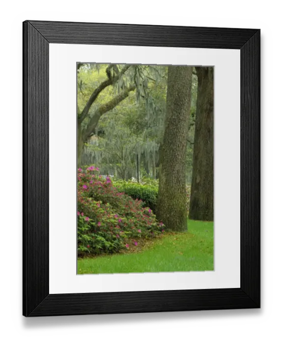 Framed Print : N. A. USA, Georgia, Savannah. Azaleas blooming among the live oaks & Spanish moss Framed Print : N. A. USA, Georgia, Savannah. Azaleas blooming among the live oaks & Spanish moss