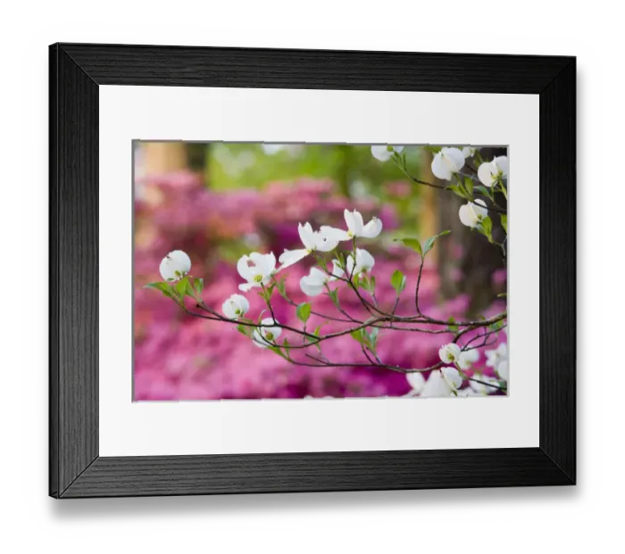 Framed Print : North America, USA, Georgia, Pine Mountain. Dogwood blossoms with pink azaleas in Framed Print : North America, USA, Georgia, Pine Mountain. Dogwood blossoms with pink azaleas in