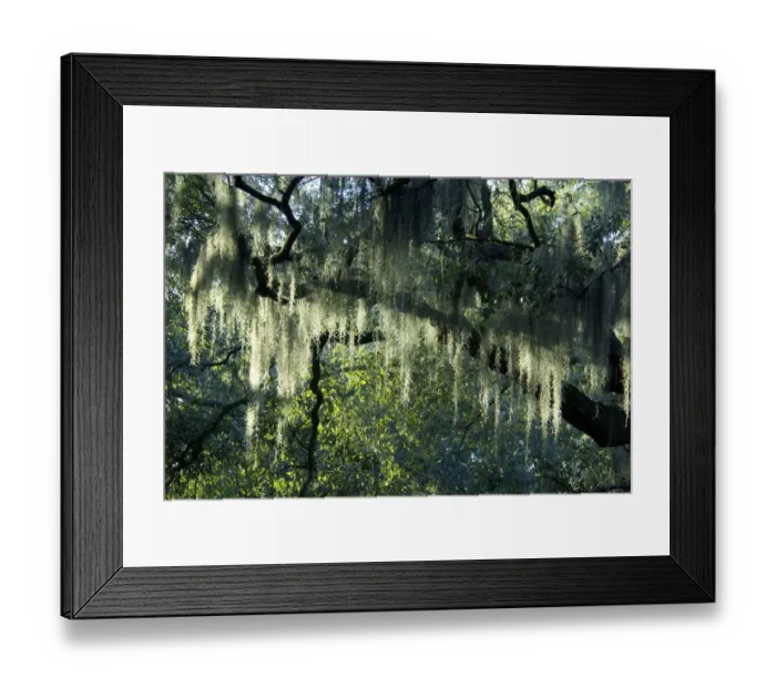 Framed Print : USA, Georgia, Savannah, historic district, Spanish moss on live oak trees Framed Print : USA, Georgia, Savannah, historic district, Spanish moss on live oak trees