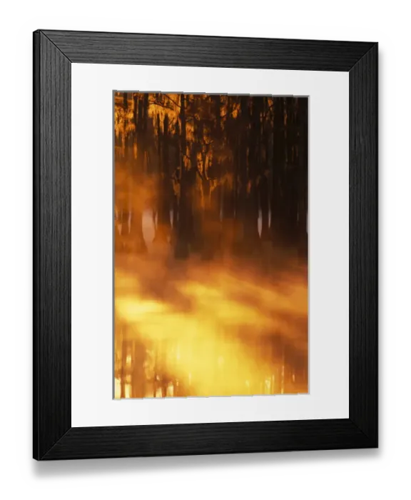 Framed Print : North America, U. S. A. Georgia, George Smith State Park, Cypress trees in fog Framed Print : North America, U. S. A. Georgia, George Smith State Park, Cypress trees in fog