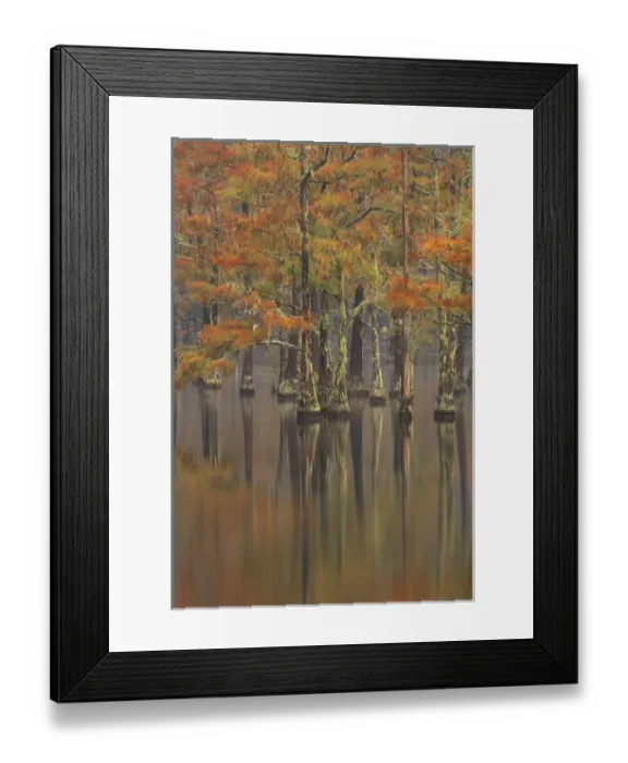 Framed Print : N. A. USA, Georgia, George Smith State Park. Cypress trees, fall reflections Framed Print : N. A. USA, Georgia, George Smith State Park. Cypress trees, fall reflections