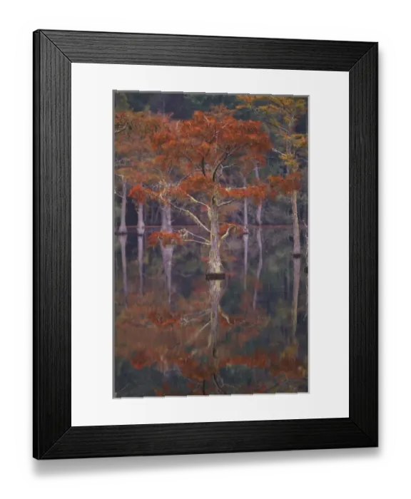 Framed Print : N. A. USA, Georgia, George Smith State Park. Cypress trees, fall reflections Framed Print : N. A. USA, Georgia, George Smith State Park. Cypress trees, fall reflections