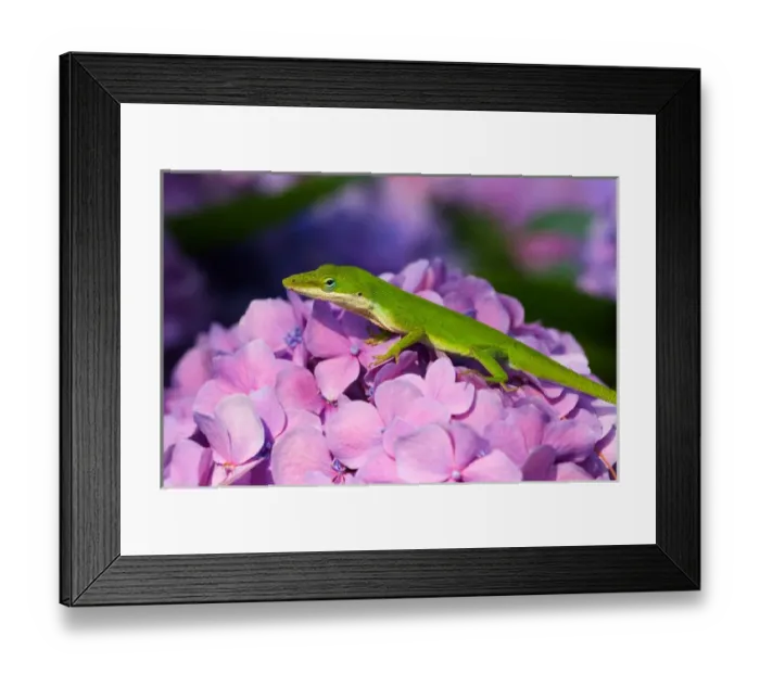 Framed Print : USA; Georgia; Savannah; Lizard on hydrangea Framed Print : USA; Georgia; Savannah; Lizard on hydrangea