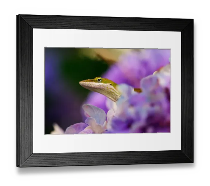 Framed Print : USA; Georgia; Savannah; Lizard on hydrangea Framed Print : USA; Georgia; Savannah; Lizard on hydrangea
