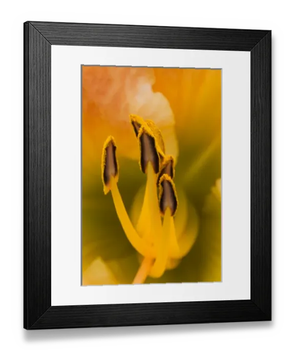 Framed Print : USA; Georgia; Savannah; Close-up of daylily
