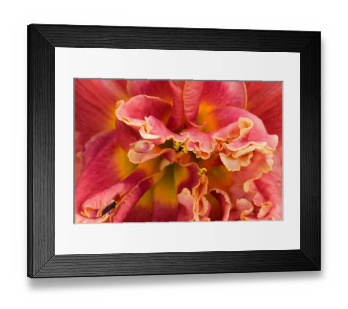 Framed Print : USA; Georgia; Savannah; Close-up of daylily Framed Print : USA; Georgia; Savannah; Close-up of daylily