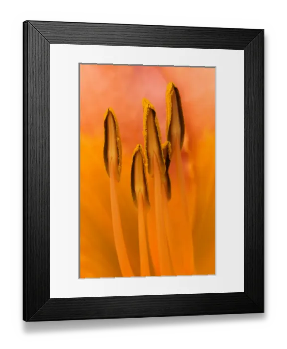 Framed Print : USA; Georgia; Savannah; Close-up of daylily