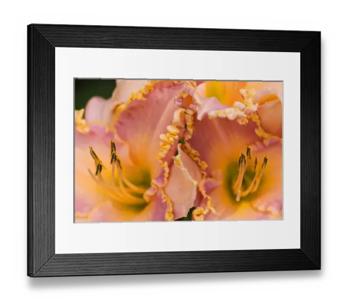 Framed Print : USA; Georgia; Savannah; Daylilies with ruffled edges Framed Print : USA; Georgia; Savannah; Daylilies with ruffled edges