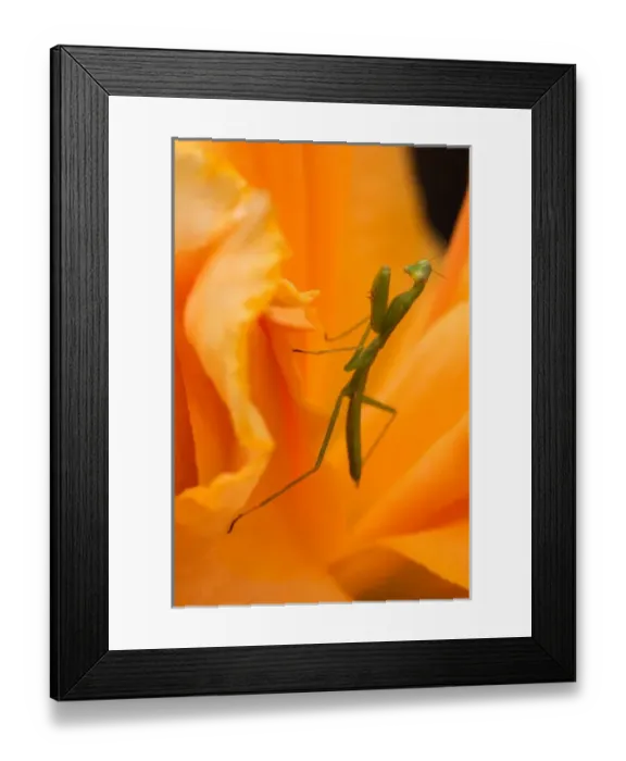 Framed Print : USA; Georgia; Savannah; Praying mantis on daylily Framed Print : USA; Georgia; Savannah; Praying mantis on daylily