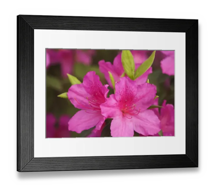 Framed Print : USA Georgia Savannah azaleas blooming in spring