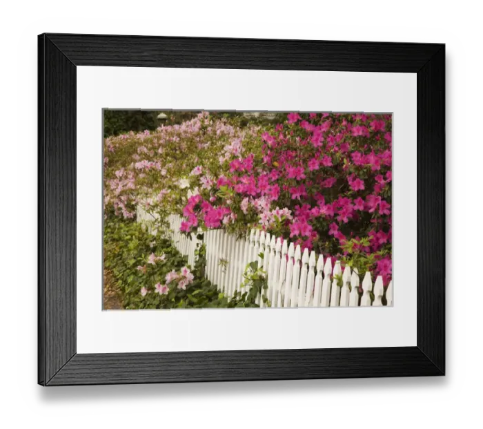 Framed Print : USA Georgia Savannah azaleas blooming along a fence in spring