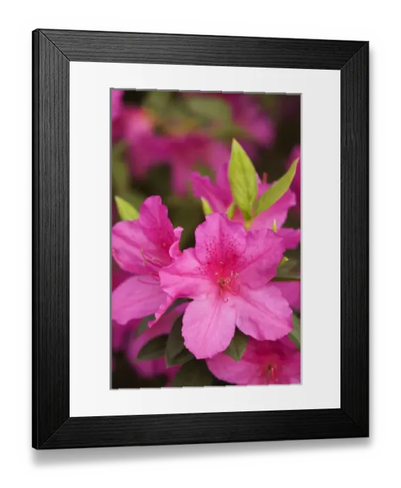 Framed Print : USA Georgia Savannah azaleas in blooming in spring