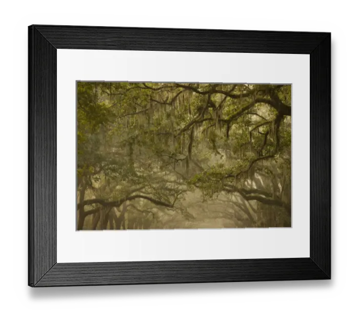Framed Print : USA; Georgia; Savannah; Oak trees in the fall Framed Print : USA; Georgia; Savannah; Oak trees in the fall