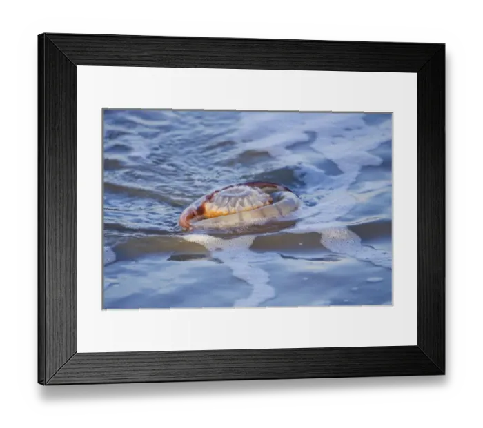Framed Print : USA; Georgia; Tybee Island; Jelly fish along the shore Framed Print : USA; Georgia; Tybee Island; Jelly fish along the shore