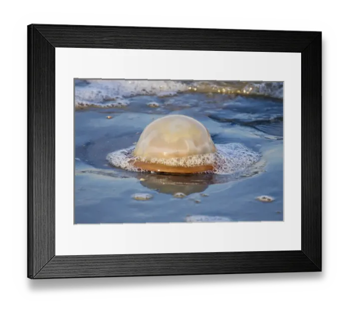 Framed Print : USA; Georgia; Tybee Island; Jelly fish along the shore Framed Print : USA; Georgia; Tybee Island; Jelly fish along the shore