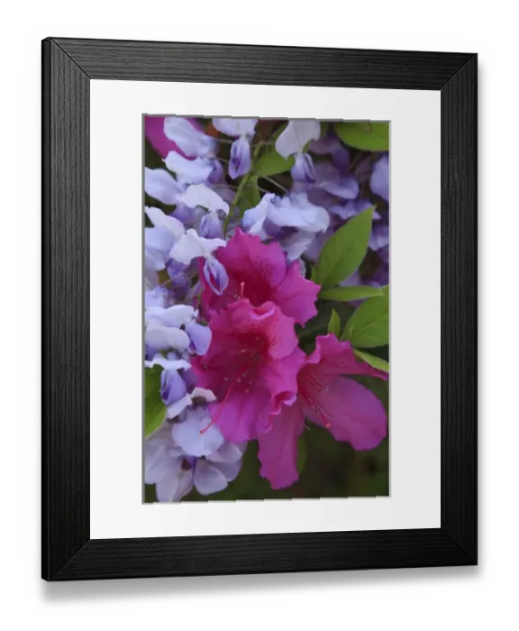 Framed Print : USA, North America, Georgia, Savannah. Azaleas and wisteria bloomimg in the spring Framed Print : USA, North America, Georgia, Savannah. Azaleas and wisteria bloomimg in the spring