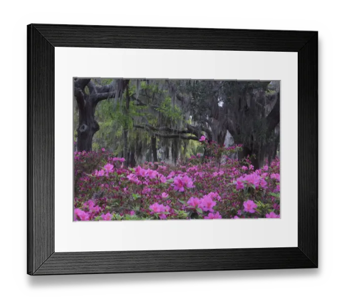 Framed Print : USA, North America, Georgia, Savannah. Azaleas blooming in Bonaventure Cemetery Framed Print : USA, North America, Georgia, Savannah. Azaleas blooming in Bonaventure Cemetery