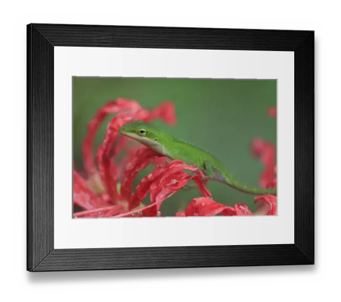Framed Print : North America, USA, Georgia. Lizard on spider lily Framed Print : North America, USA, Georgia. Lizard on spider lily