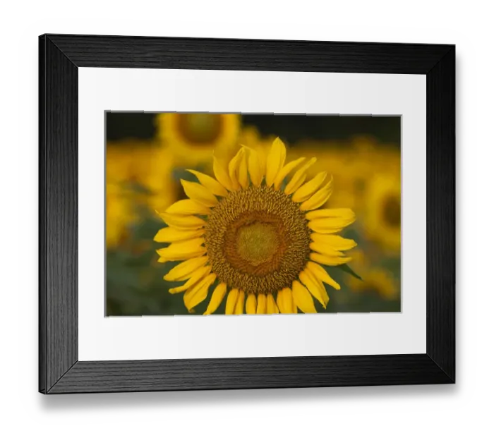 Framed Print : North America, USA, Georgia. Sunflowers in the summer