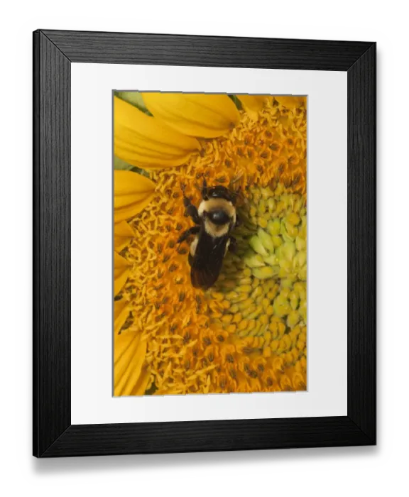 Framed Print : North America, USA, Georgia. Sunflower with bee Framed Print : North America, USA, Georgia. Sunflower with bee