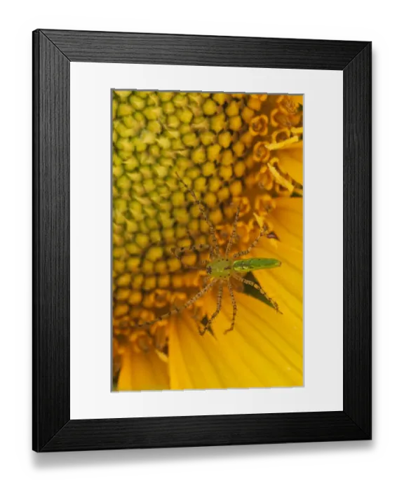 Framed Print : North America, USA, Georgia. Sunflower with Lynx spider Framed Print : North America, USA, Georgia. Sunflower with Lynx spider