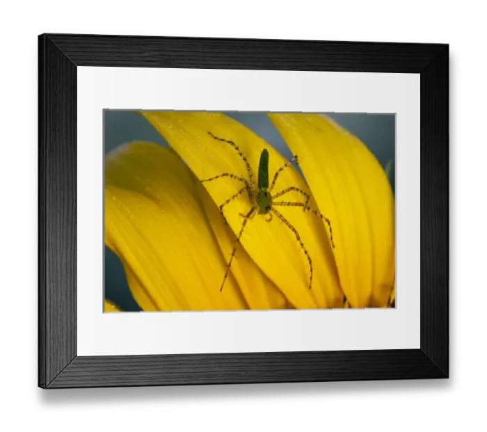 Framed Print : North America, USA, Georgia. Lynx spider on sunflower petals