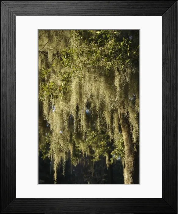 Framed Print : USA, Georgia, Savannah, historic district, tree in Forsyth Park Framed Print : USA, Georgia, Savannah, historic district, tree in Forsyth Park