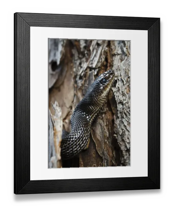 Framed Print : Black Pine Snake (Pituophis melanoleucus lodingi) CAPTIVE Southern USA Framed Print : Black Pine Snake (Pituophis melanoleucus lodingi) CAPTIVE Southern USA