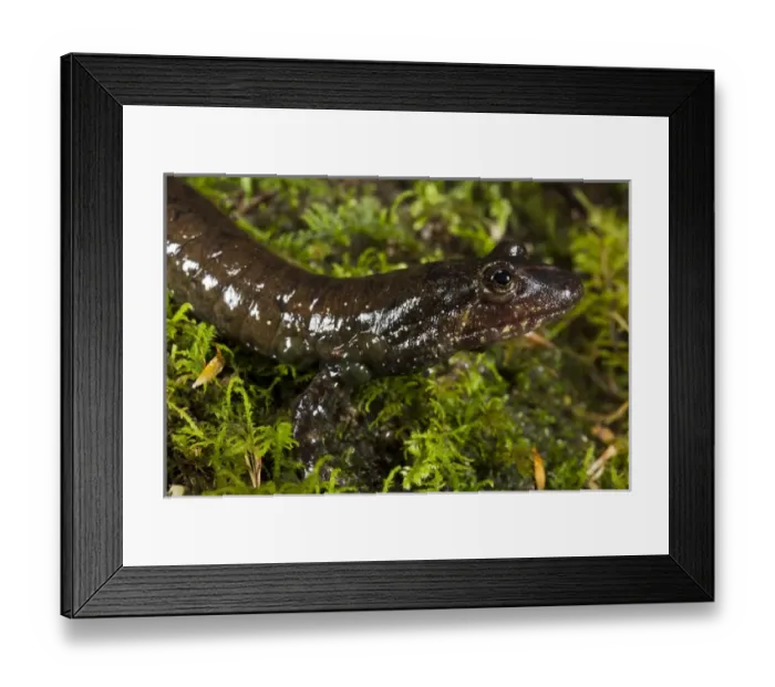 Framed Print : Black-bellied Salamander (Desmognathus quadramaculatus) CAPTIVE North Georgia