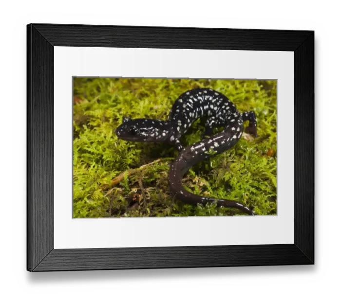 Framed Print : Ocmulgee Slimy Salamander (Plethodon ocmulgee) CAPTIVE North Georgia Framed Print : Ocmulgee Slimy Salamander (Plethodon ocmulgee) CAPTIVE North Georgia