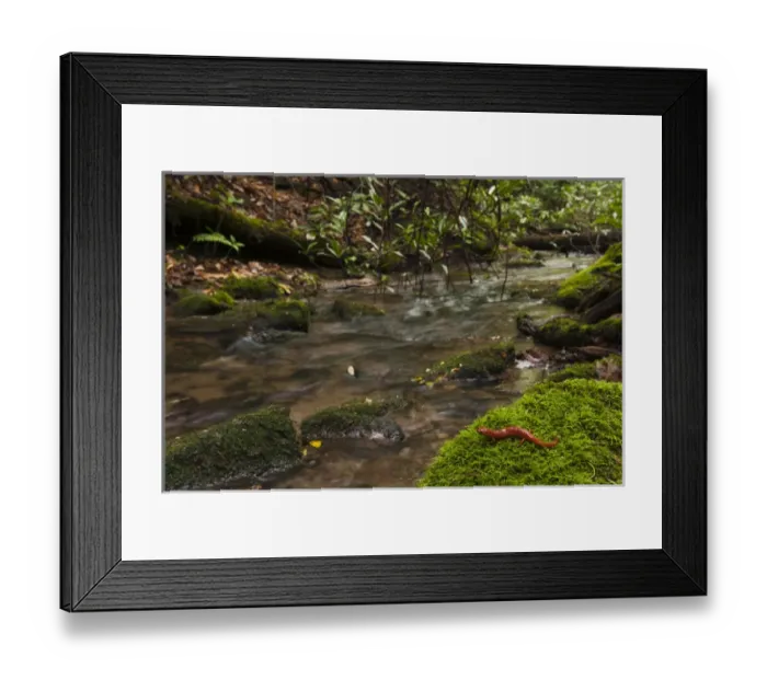 Framed Print : Red Salamander (Pseudotriton ruber) CAPTIVE North Georgia USA
