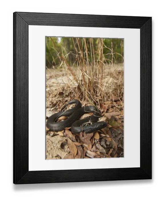 Framed Print : Eastern Indigo Snake (Drymarchon couperi) Juvenile CAPTIVE The Orianne Indigo Framed Print : Eastern Indigo Snake (Drymarchon couperi) Juvenile CAPTIVE The Orianne Indigo